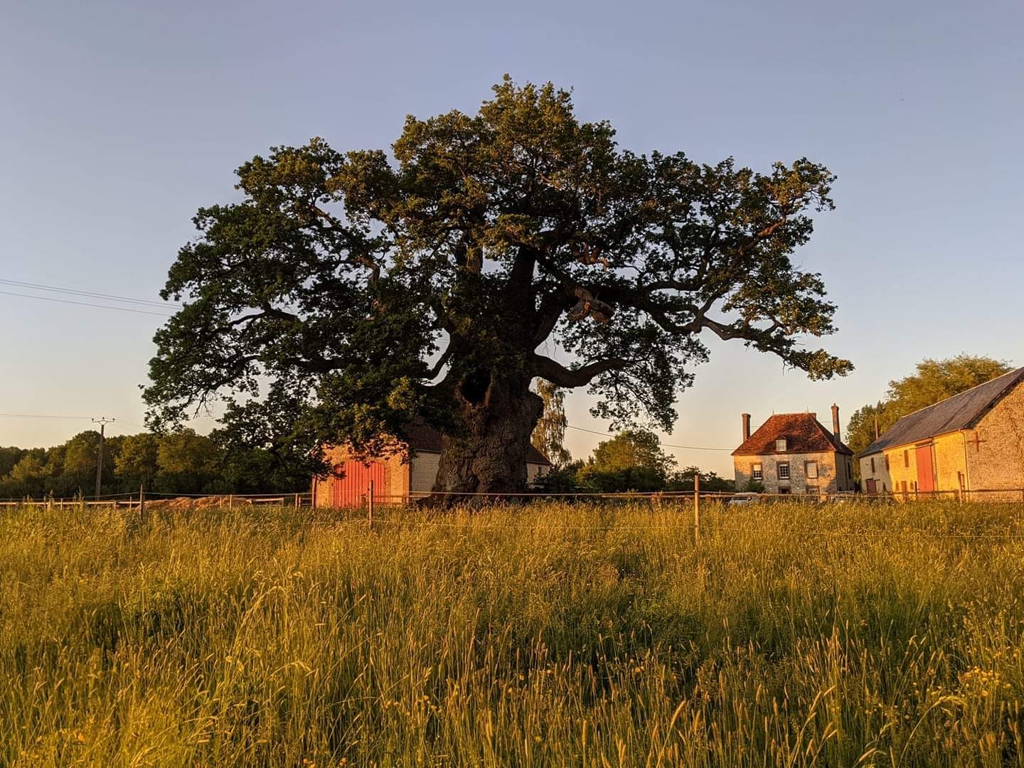 Le chêne séculaire de Le Gan Eden