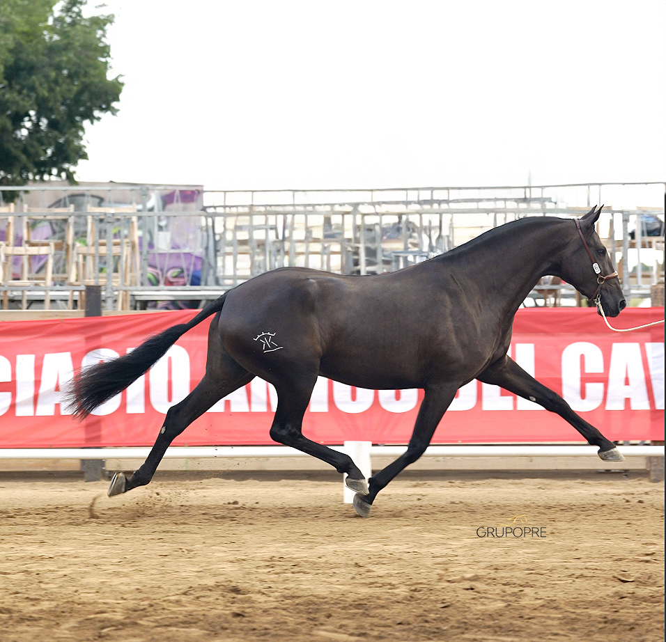 Concours