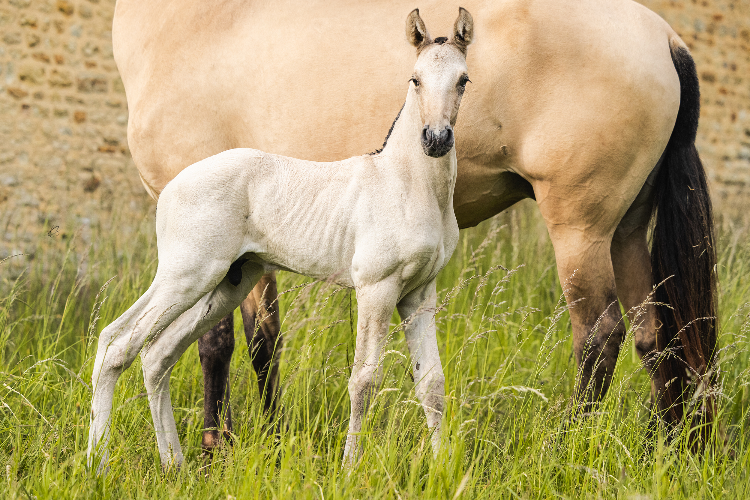 Chevaux à vendre