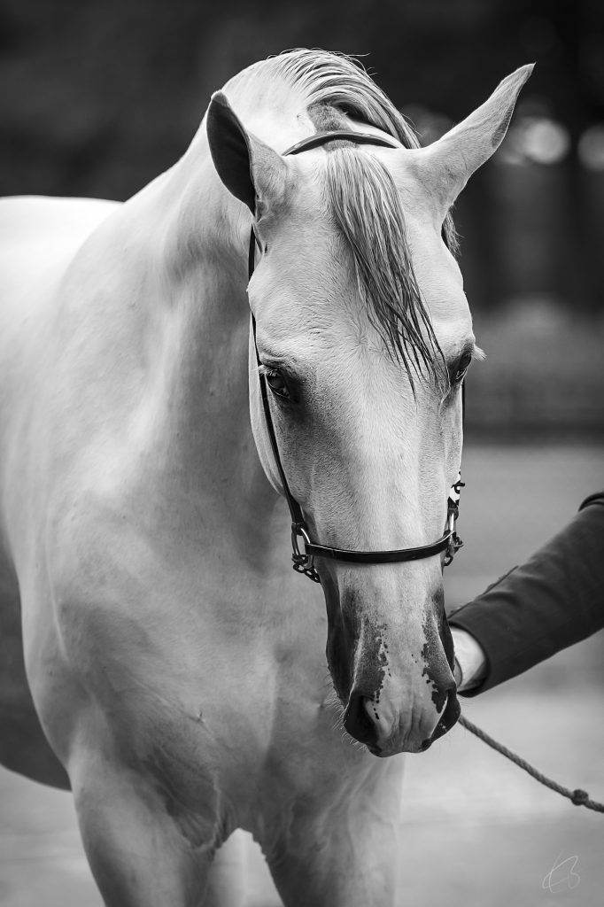 Mariscal MG • Photo 7