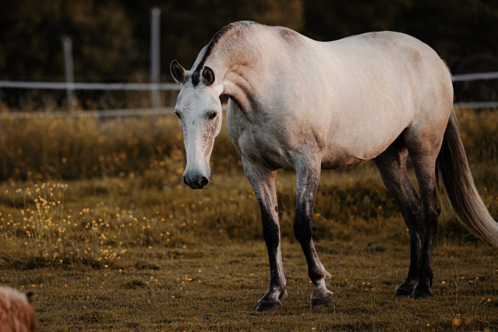 Generosa DRK • Photo 7