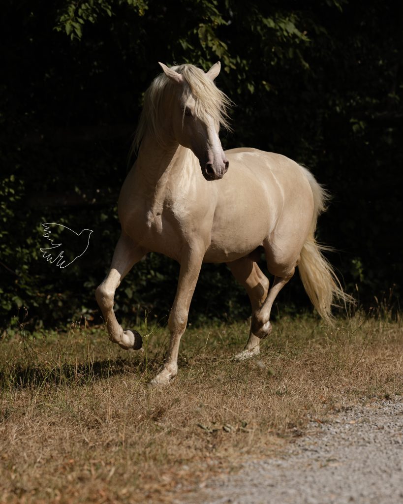 Poleo de LL • Photo 4