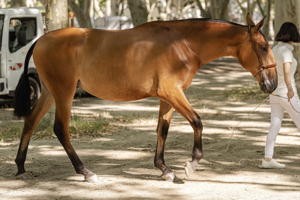 Serafina D Eleganza • Photo 4