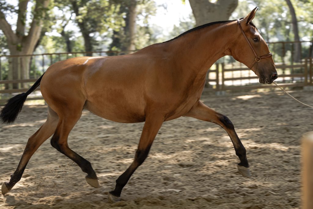 Serafina D Eleganza • Photo 3