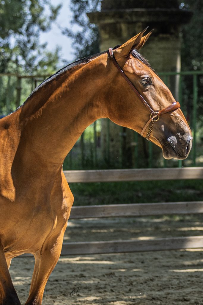 Serafina D Eleganza • Photo 2