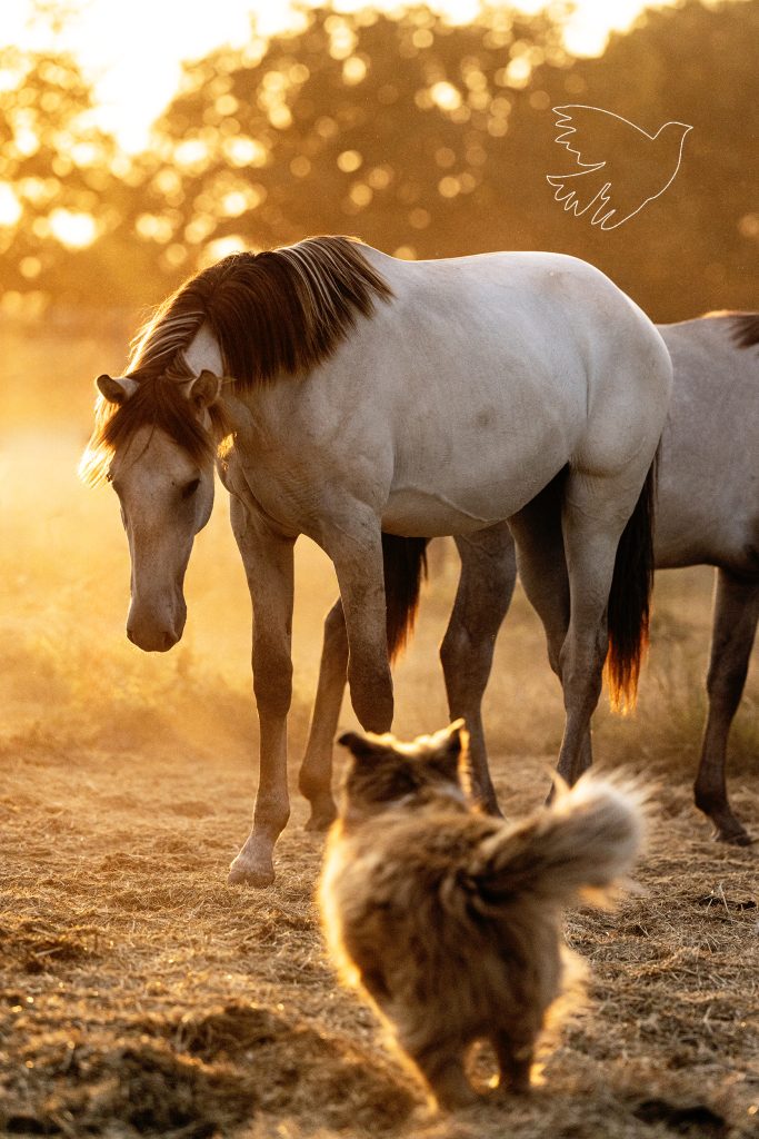 Poderoso GE • Photo 28