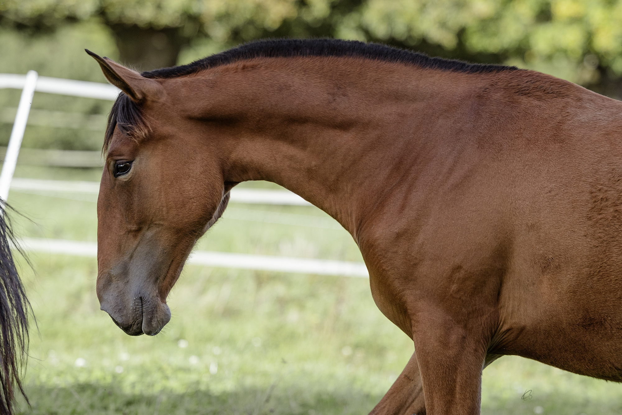 Pourquoi rase-t-on les crins des chevaux Pure Race Espagnole ?